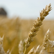 wheat