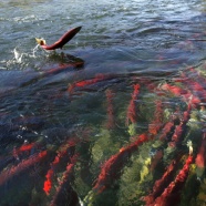 Sockeye Salmon swim upriver to spawn.