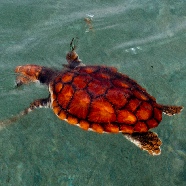 Species