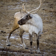 woodland caribou