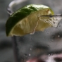 Where Have All the Real Cocktails Gone?