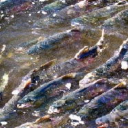 mmm Salmon