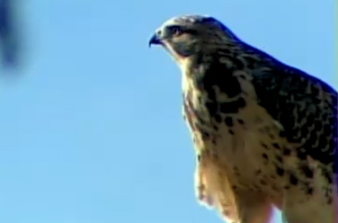 A neighborhood in Calgary has had to suspend mail delivery due to a number of hawk attacks. Even wearing helmets has not protected the mail carriers!
