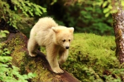 The Spirit Bear has come to symbolize the mystery and greatness of the West Coast but also what is threatened by oil interests.
<i>Tipping Barrels</i> follows surfers into the Great Bear Rainforest, where they learn more about the region and issues confronting it.