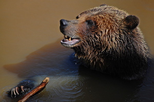 Our Disappearing Grizzlies