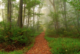 Into the Woods!