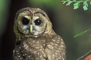 The Fate of the Spotted Owl