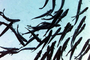 Solving the Salmon Question