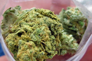 Our Marijuana Law Stasis