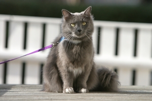Attention Cat Haters: Get a Cat