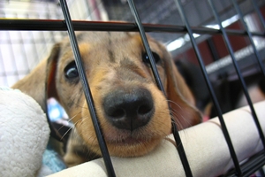 OSPCA: Killing, Not Protecting