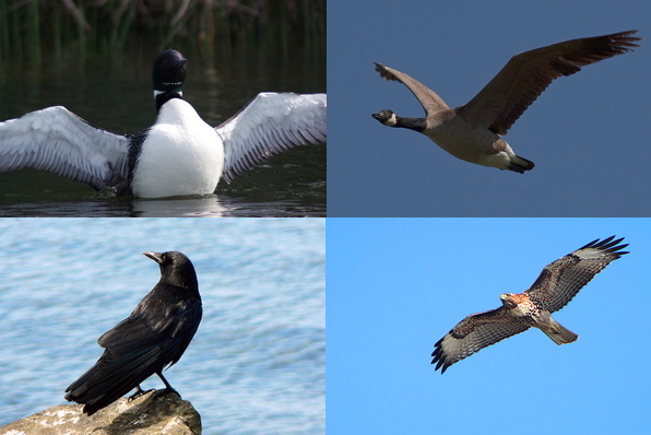 Vote for Canada's National Bird