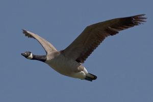 The Canada Goose
