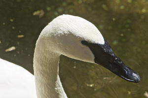 The Trumpeter Swan