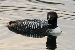 The Common Loon