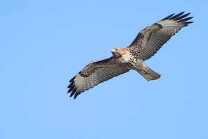 The Red-Tailed Hawk