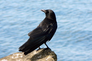 The Short-Beaked Crow
