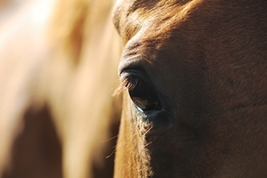 No Slaughterhouse Cruelty?