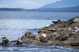 A New Plan to Kill More Seals