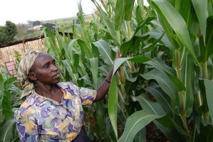Poor Farmers, Ignorant Westerners
