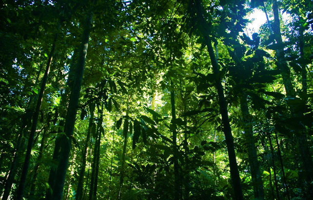 Biodiversity