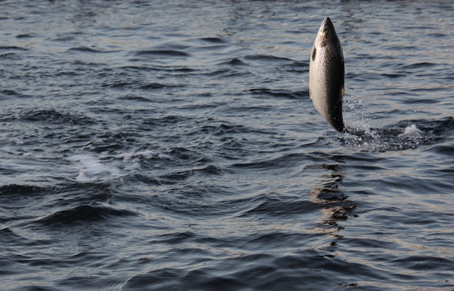 Salmon