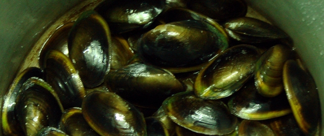 New England Clam Boil