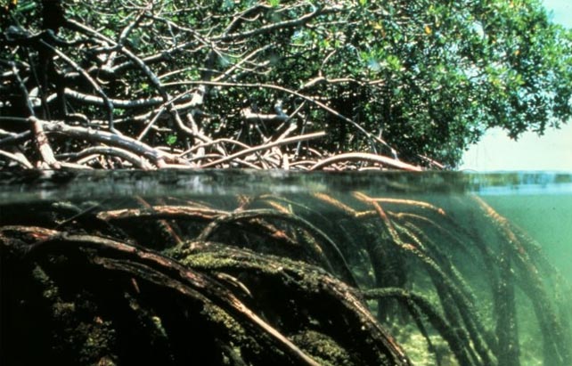Mangrove roots water
