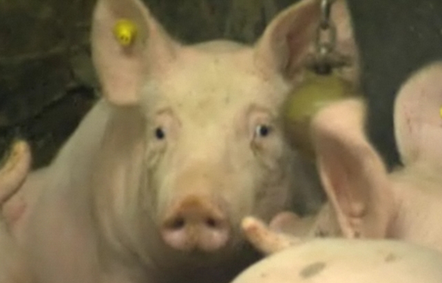 Poor sad piggy