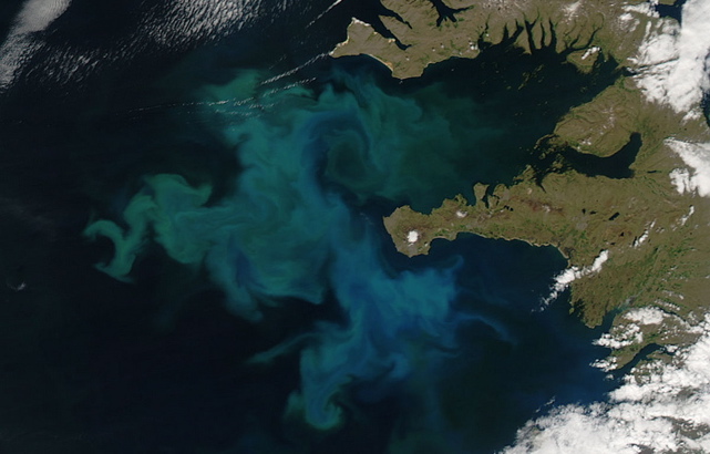 Phytoplankton