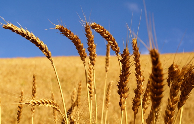 Undulating Wheat