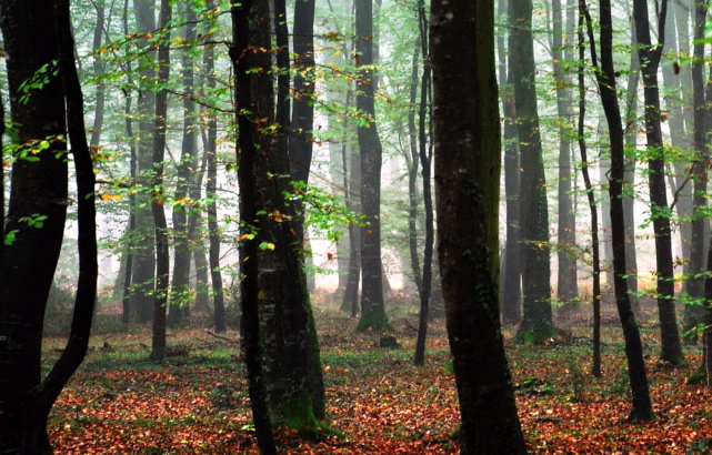 Trees
