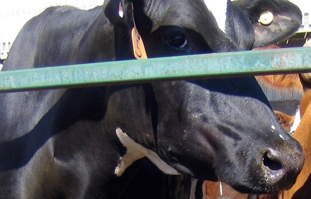 Reproachful cow