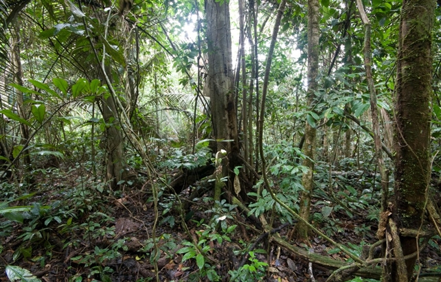 Amazon rainforest