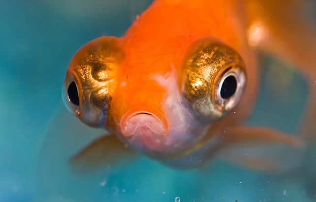 Sad goldfish awww :(