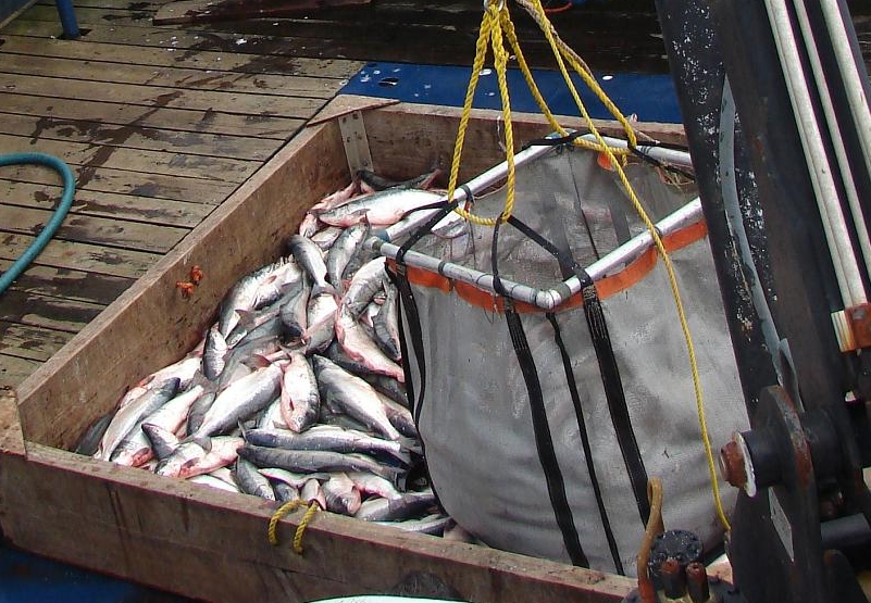 Fishing for Proof