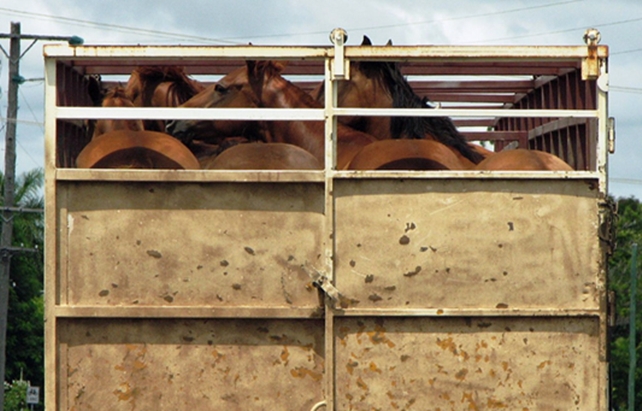 Horses in a trailer