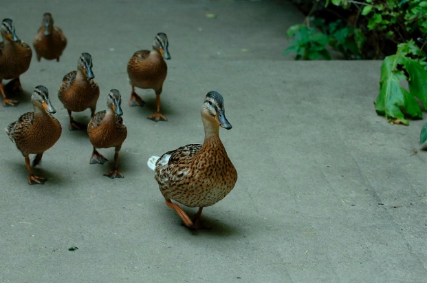 ducks
