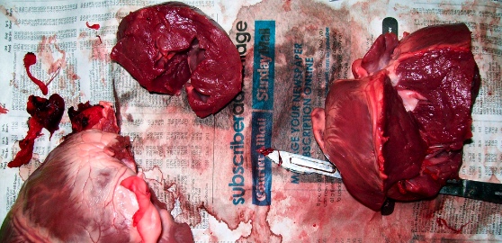 Human organs