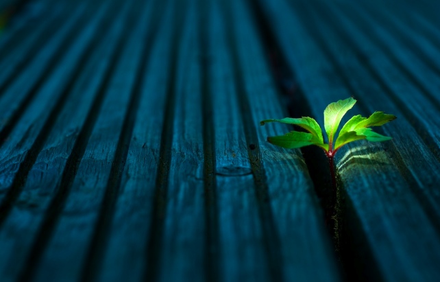 plant growing