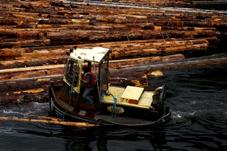 Old-Growth Depletion and the Coastal Forestry Crisis 
