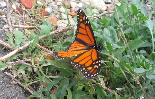 Monarch butterfly