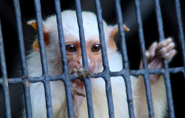 Monkey in cage
