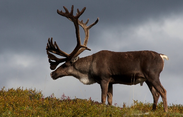 Caribou