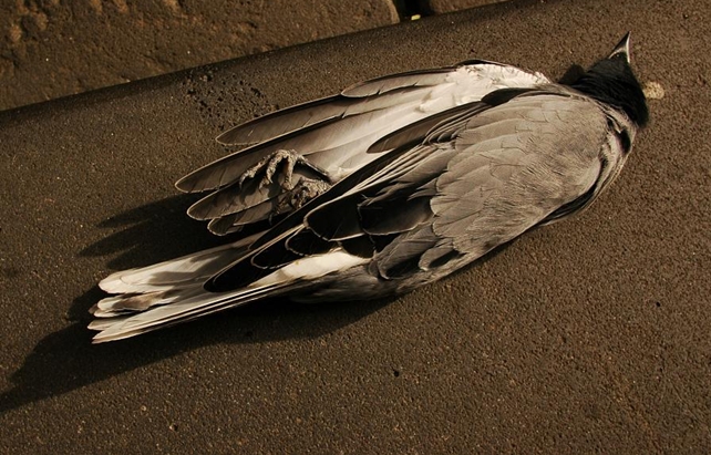 dead bird