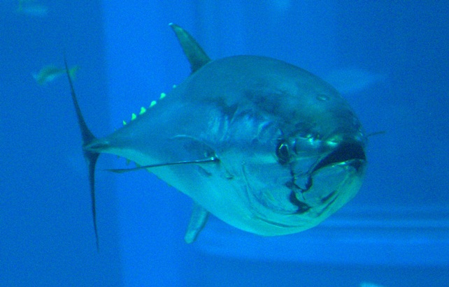 Bluefin tuna