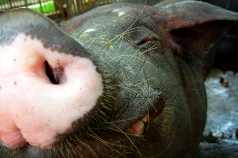 Finding the Funny in Swine Flu