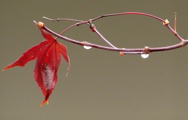 droopy maple leaf