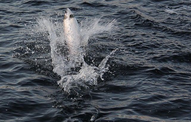 salmon