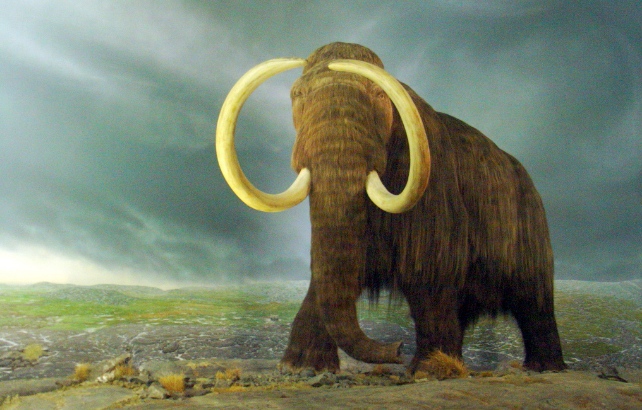 Woolly Mammoth
